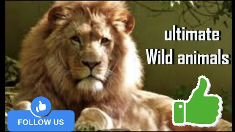 Ultimate wild animals video