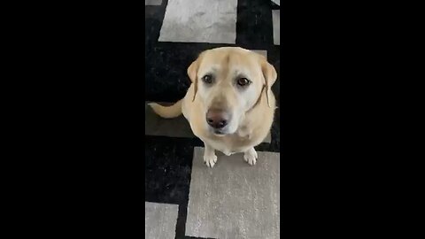 My Brilliant Labrador