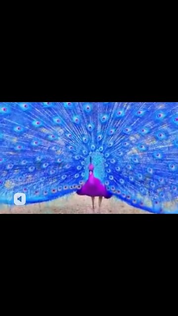 OUR GREAT HIGH PRIEST - DAILY DEVOTIONAL ❤️