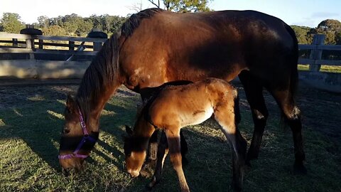 My horses