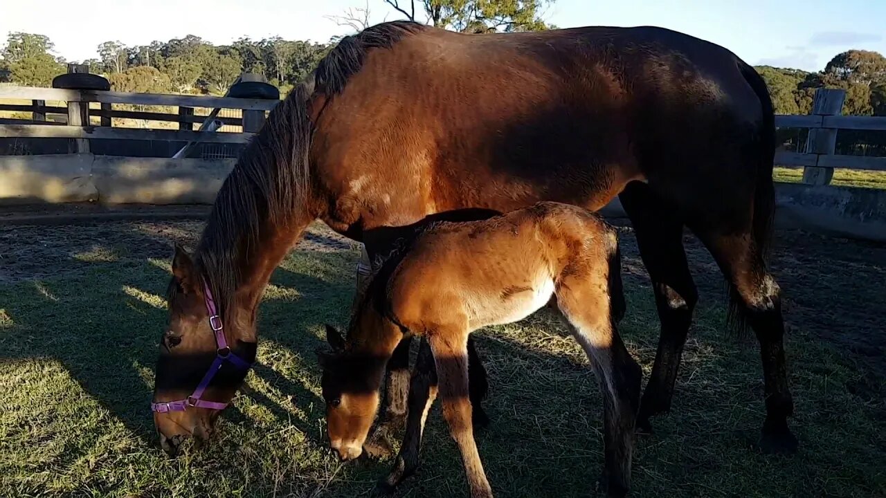 My horses