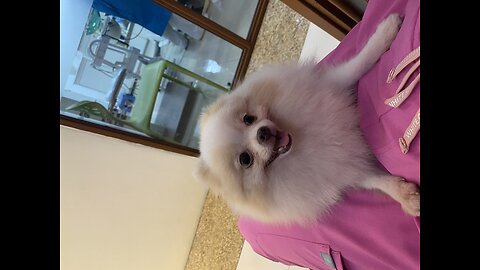 Small Dogs Pomeranian