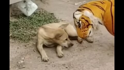 Funny Troll Dog Joke, Fake Lion and Tiger Joke on Dog, and Huge Box Joke on Dog