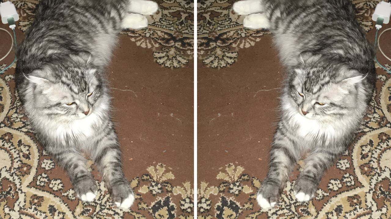No mood for kitty