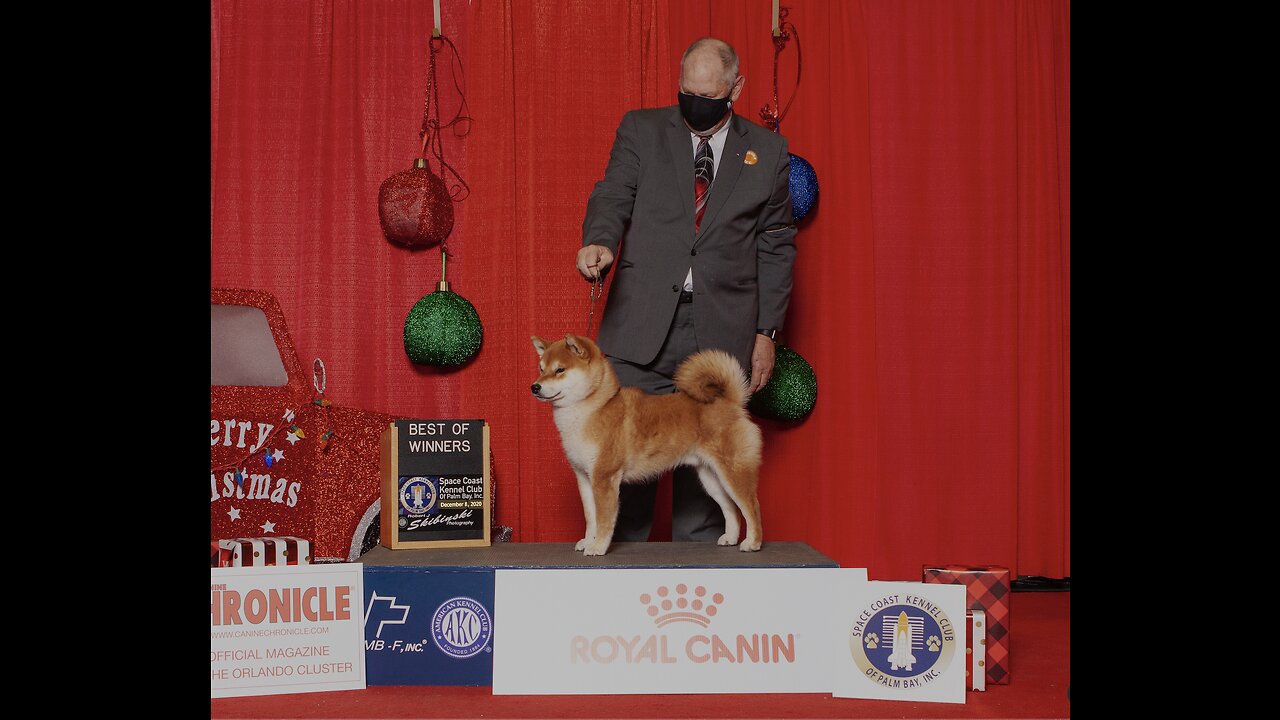 Puppy Nero @ 2020 AKC National Championship
