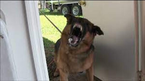 Teaching Protection Dogs to Bark at strangers in public