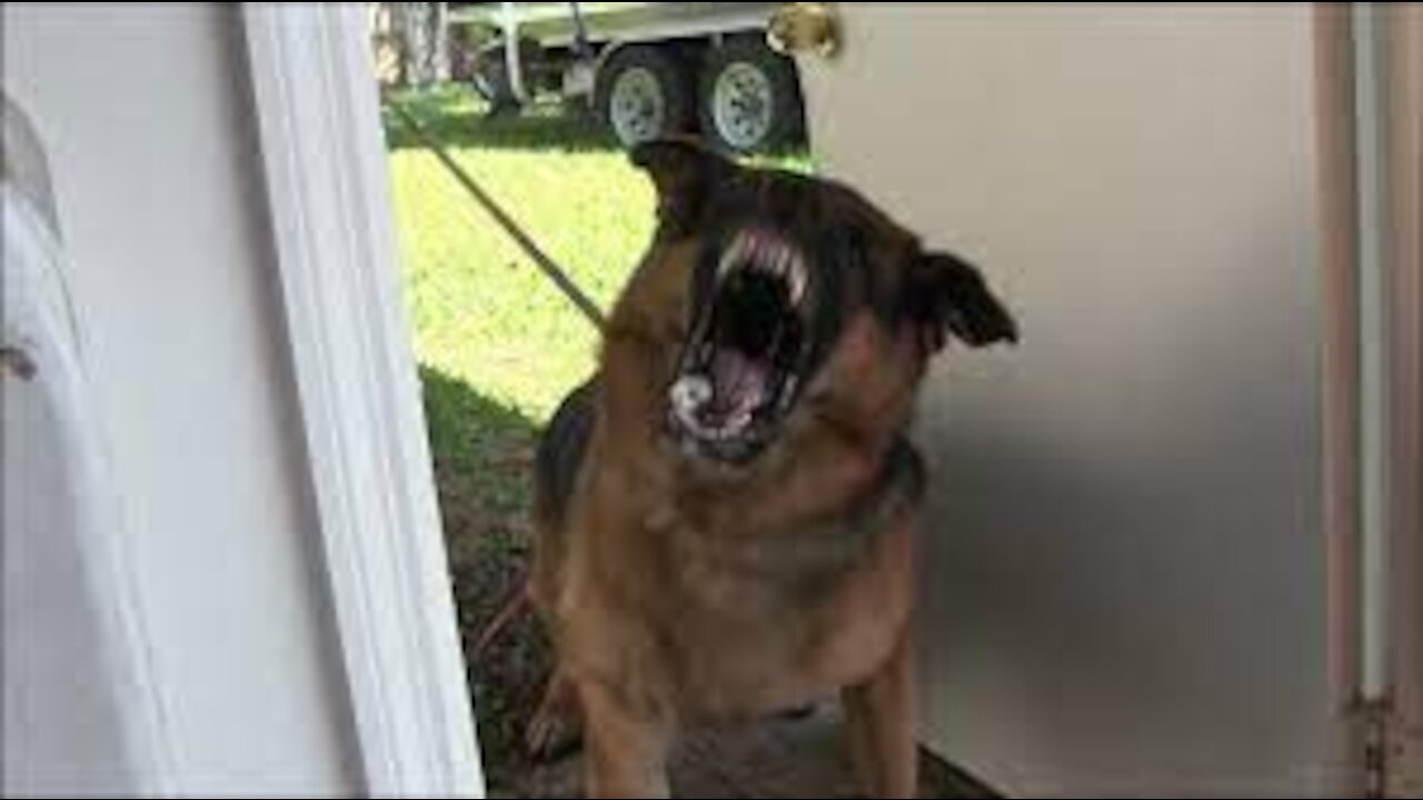 Teaching Protection Dogs to Bark at strangers in public