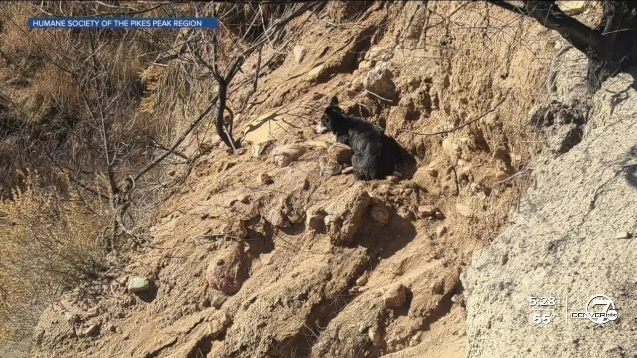 El Paso County dog reunited with owners after two weeks