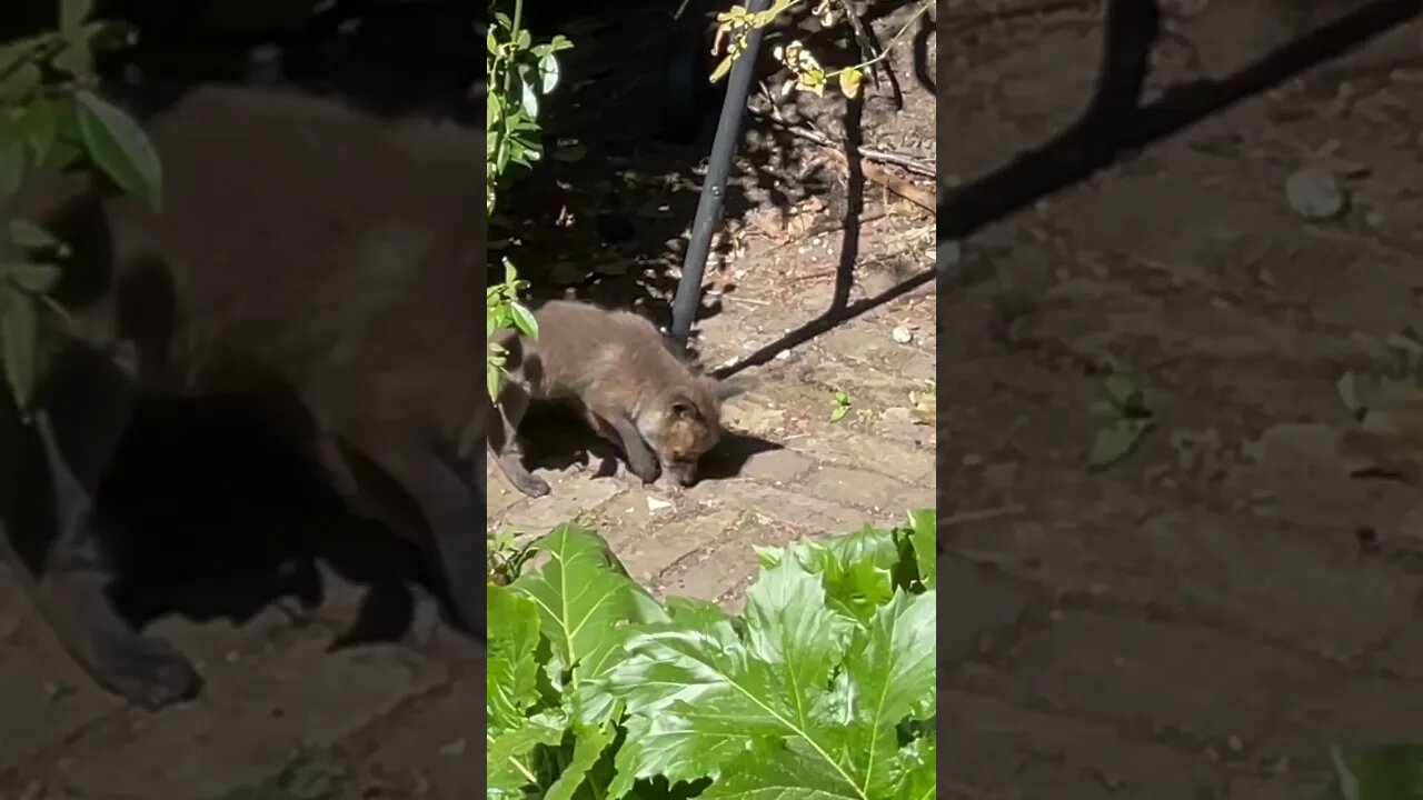 such a curious mind #foxesofinstagram #foxes #cuteanimals #animalshorts #whitenoise #sleepsounds