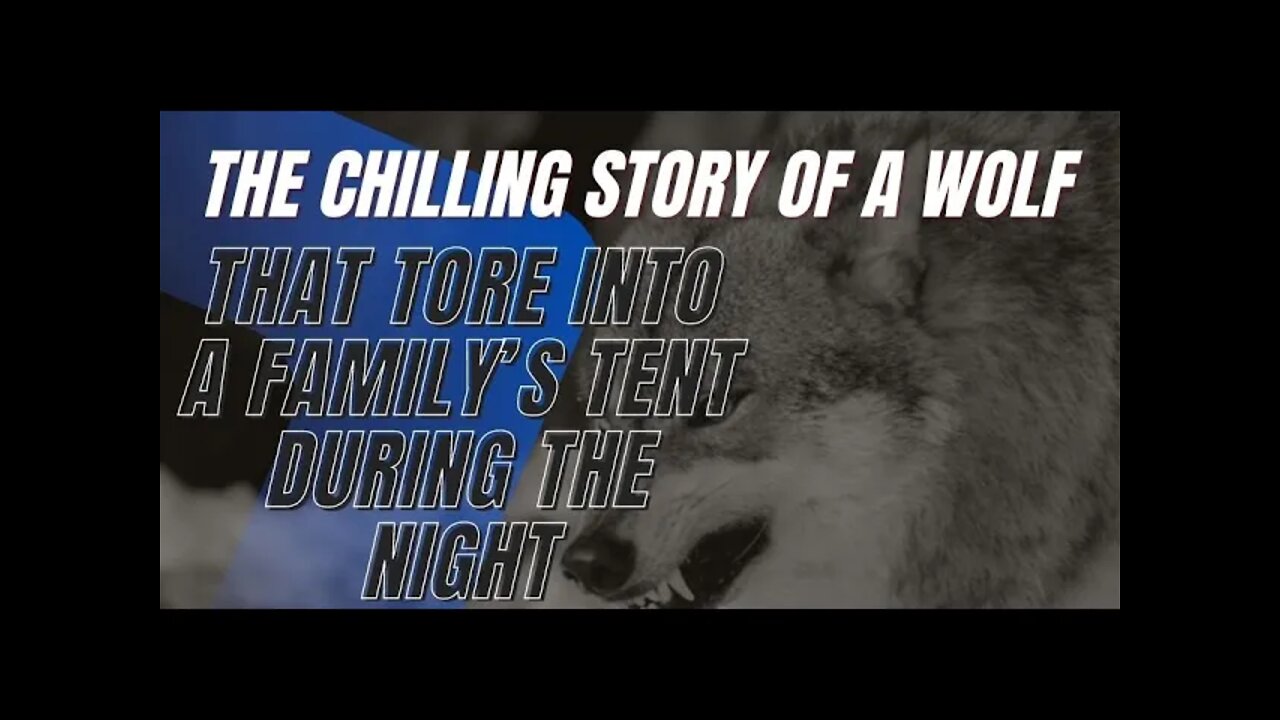 The Chilling Story of a Wolf That Tore Into a Family’s Tent During the Night