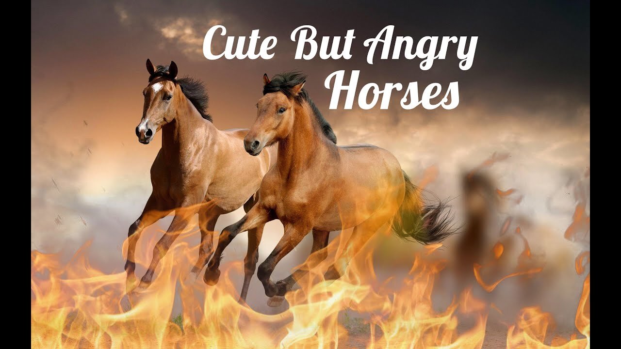 National Geographic Documentary Cute And Angry Horse 2021 Replay