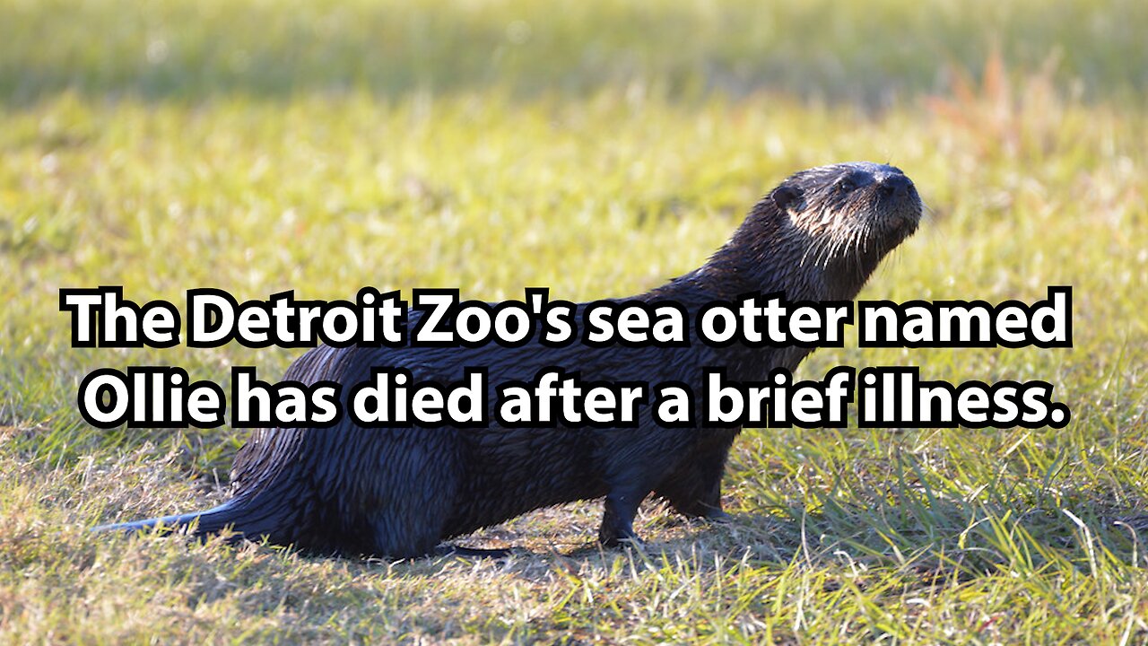 The Detroit Zoo's sea otter named Ollie has died after a brief illness.