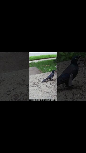 The Grackle Has A Feather Loose #Shorts 🌞