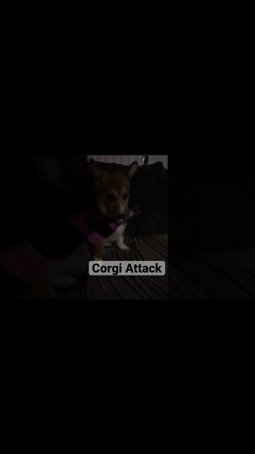 Dog Plays With Toy