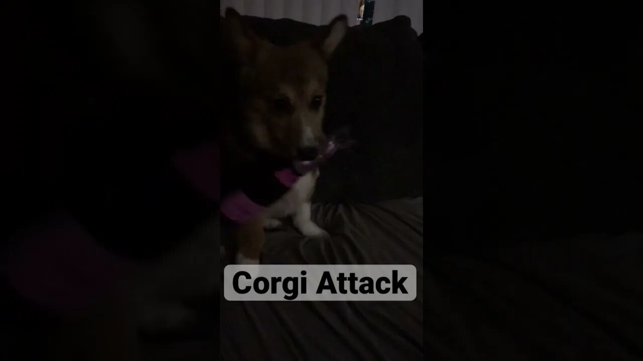 Dog Plays With Toy