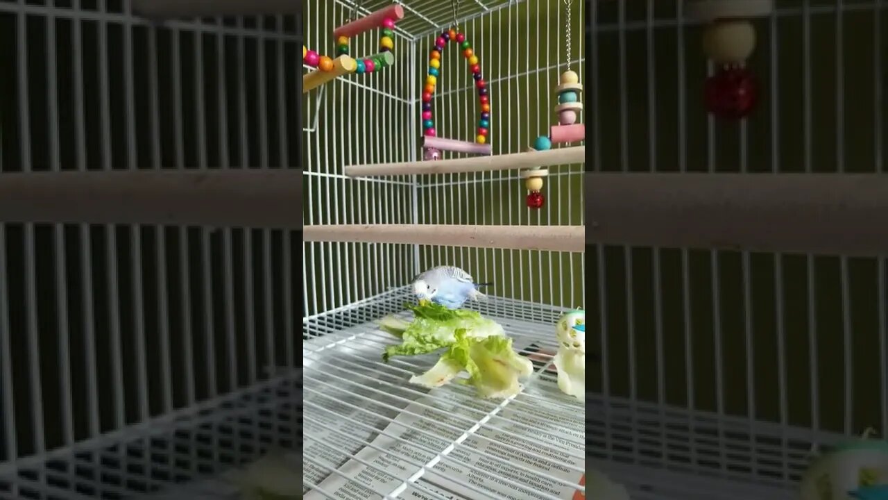 Budgie Loving Breakfast!☺#youtubeshorts #shorts #animallover #funny #birds #budgies