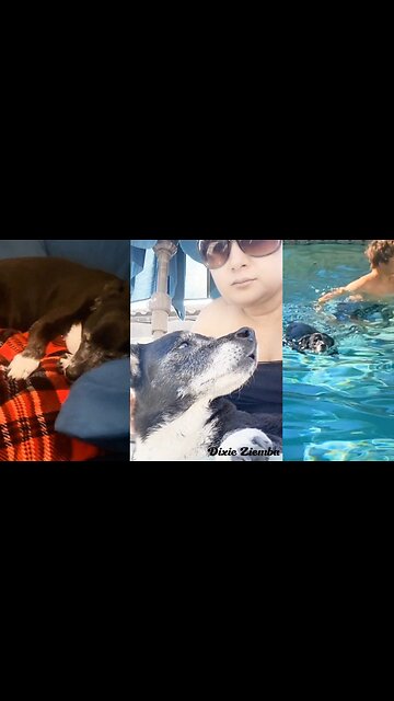 Senior Pup Pepper had the best day!