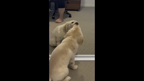 Mirror Love Golden Retriever