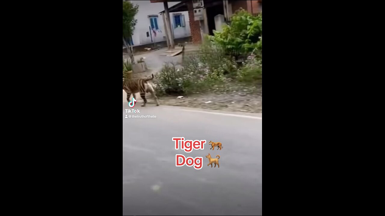 Dog tiger!!!!