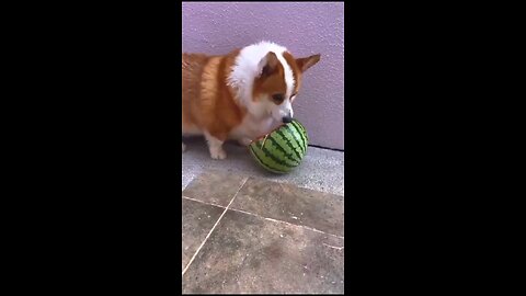funny videos
