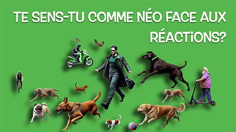 Maîtrise les Réactions de ton Chien Comme un.e Pro