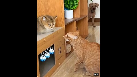 Cute animals and funny video 🤣🥰no try lough