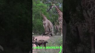 CACHORROS SELVAGENS ENFRENTAM GIRAFAS GIGANTE #shorts #planetaanimalshorts #animals