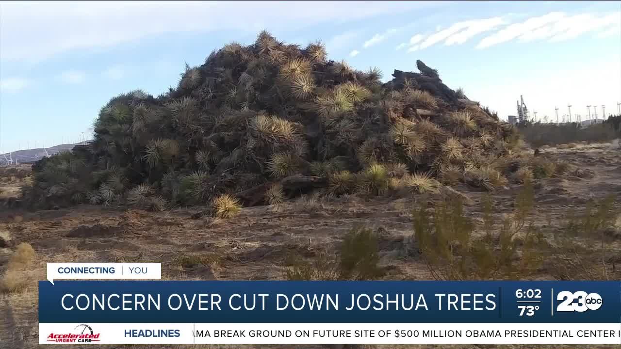 Concern over cut down Joshua trees