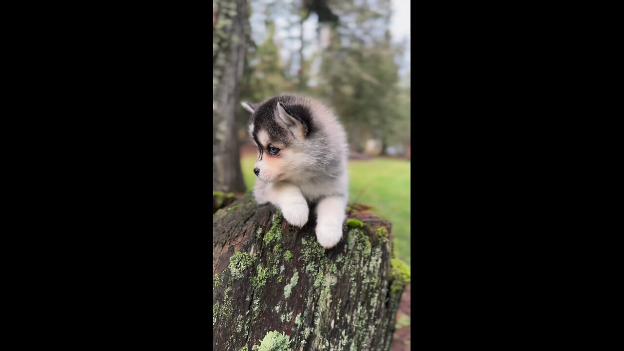 husky