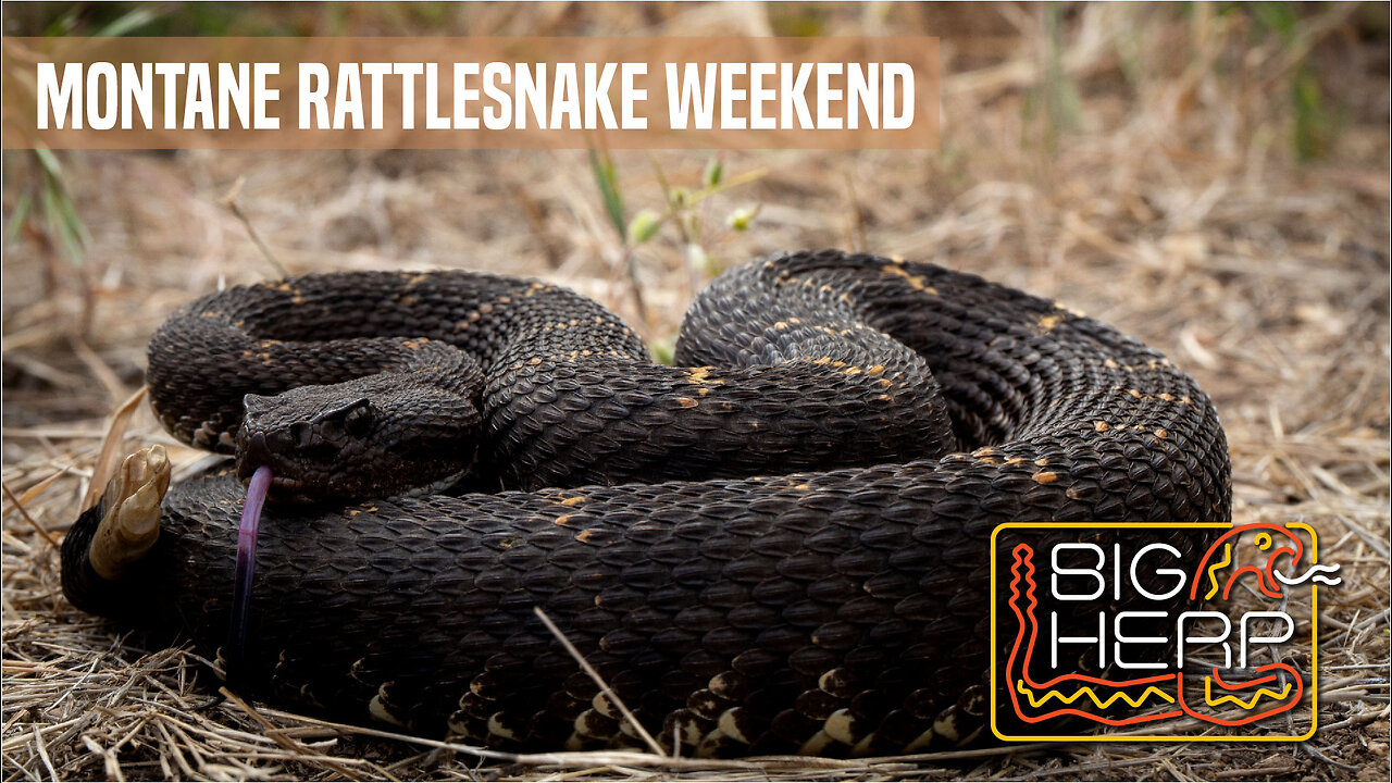 Montane Rattlesnake Weekend | Day Hiking Wins