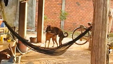 Rural Dog Mating At Village (2022)