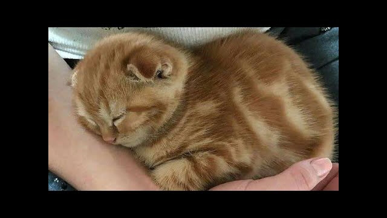 Baby pets——funny Animals