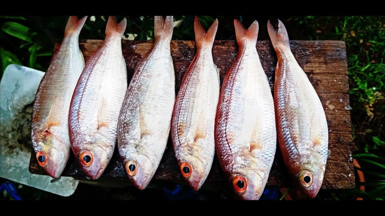 FASTEST FISH CUTTING SKILLS | FRESH FISH CUTTING | THREADFIN BREAMS FISH