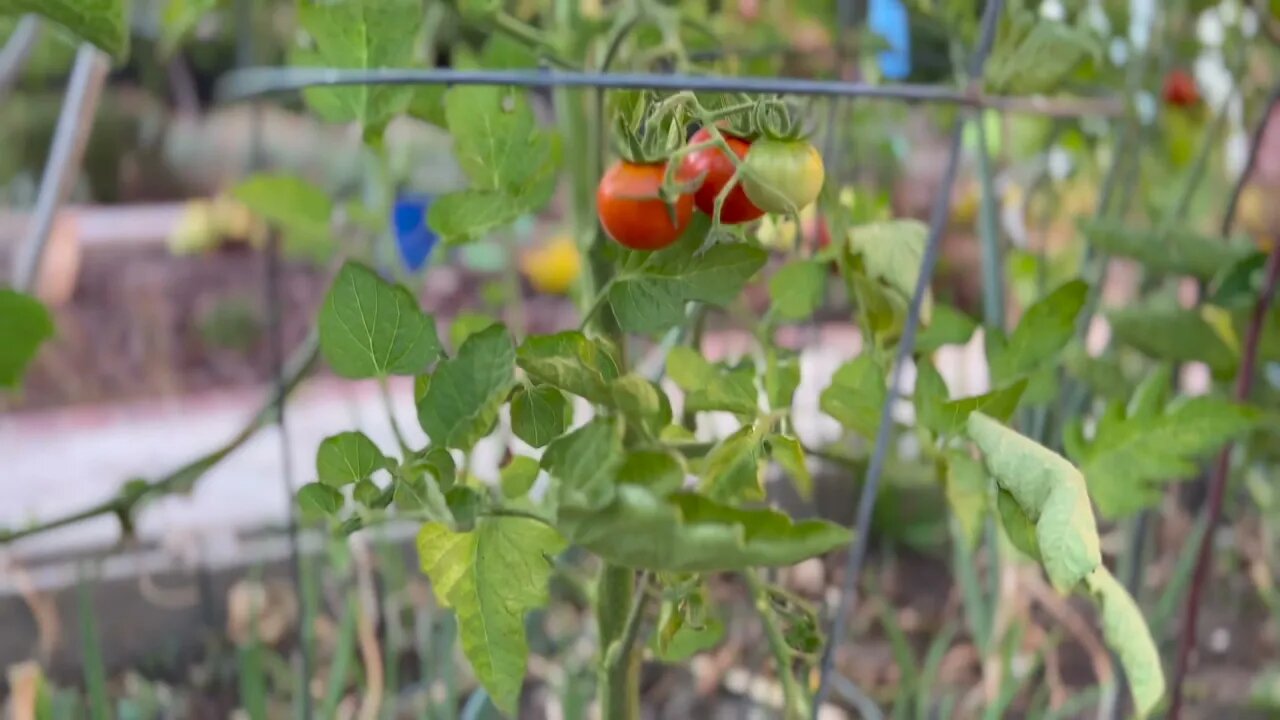 Cherry tomato plants in vegetable garden.