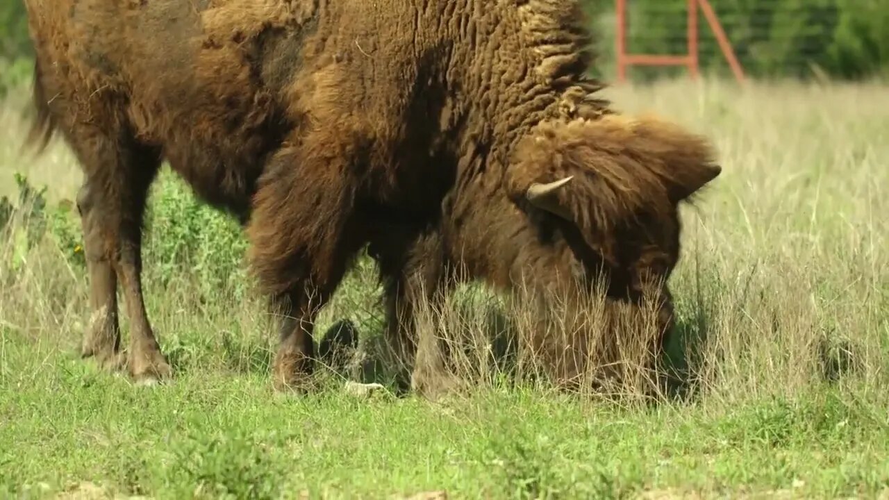 Lone Buffalo Grazing, Countryside (Texas)