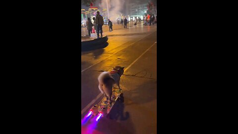 Puppy go skateboarding at night