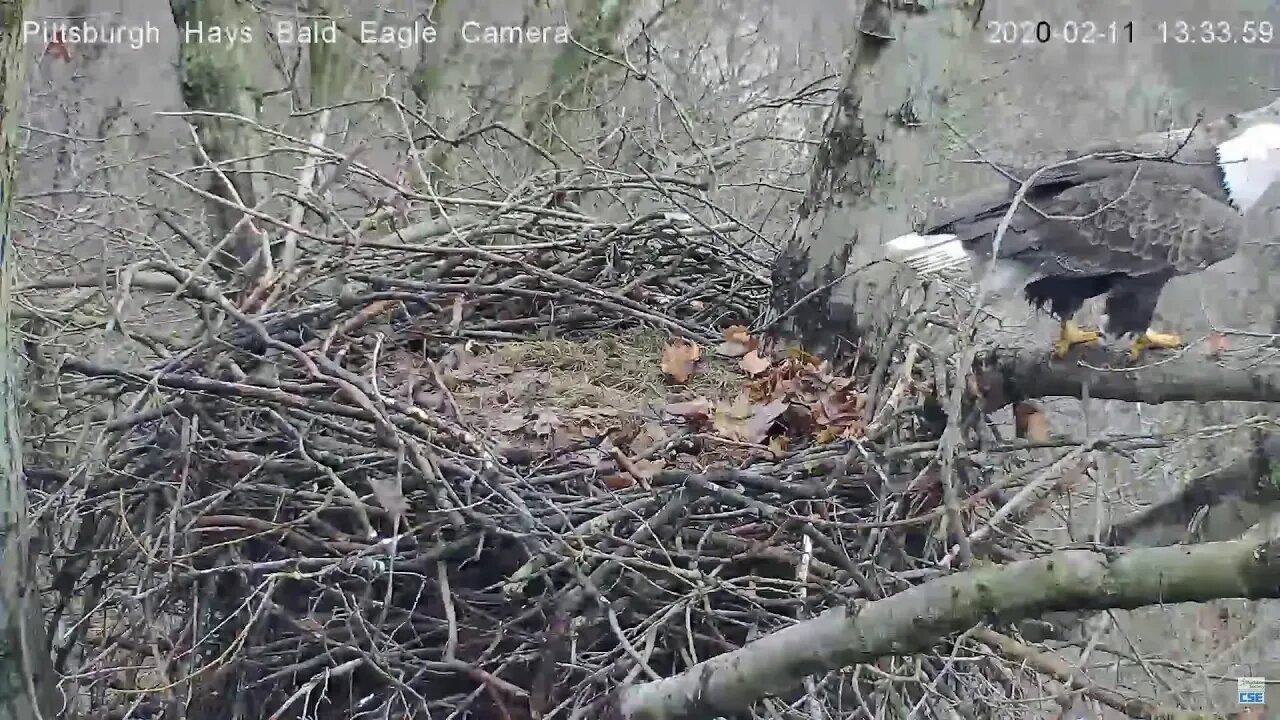 Hays Bald Eagle Mom joins Dad to mate 2.11.20