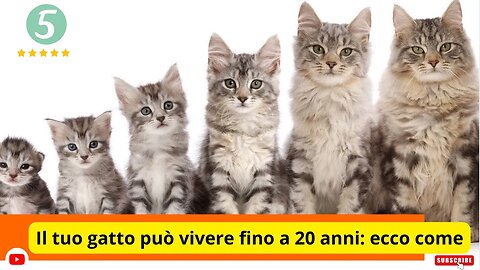 Il tuo gatto può vivere fino a 20 anni: ecco come !!