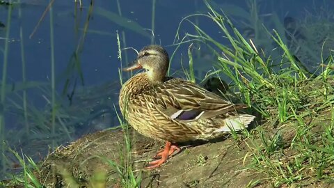 beautiful duck #beautiful #world #duck 2