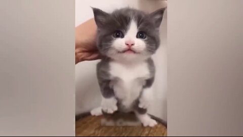 funny cat videos