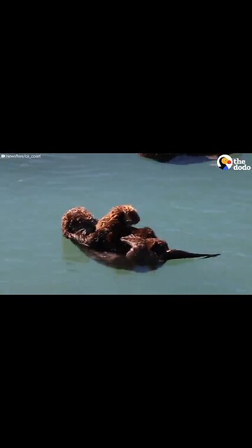 Mummy otter and her baby♥️♥️♥️😀