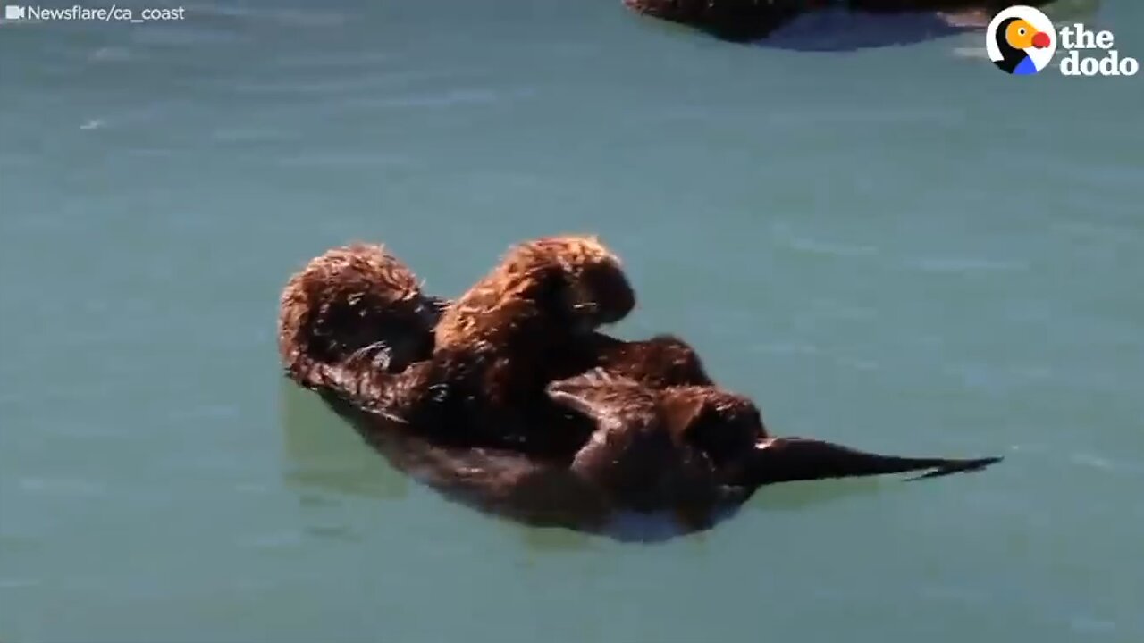 Mummy otter and her baby♥️♥️♥️😀