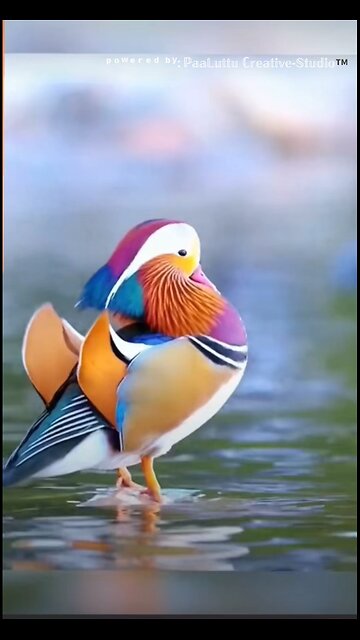 True friends and True love