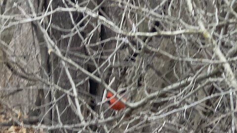 Male Cardinal James Gardens Toronto