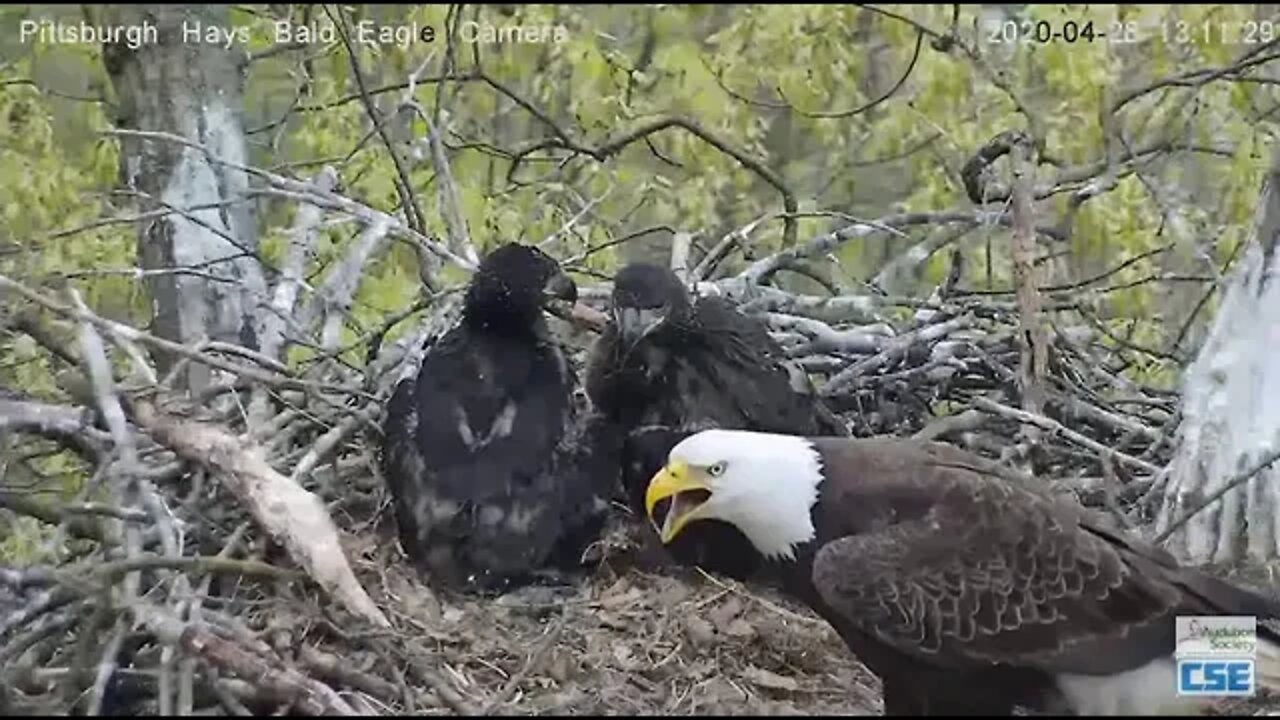 Hays Eagles Dad brings fish slo mo 131120 4.28.20