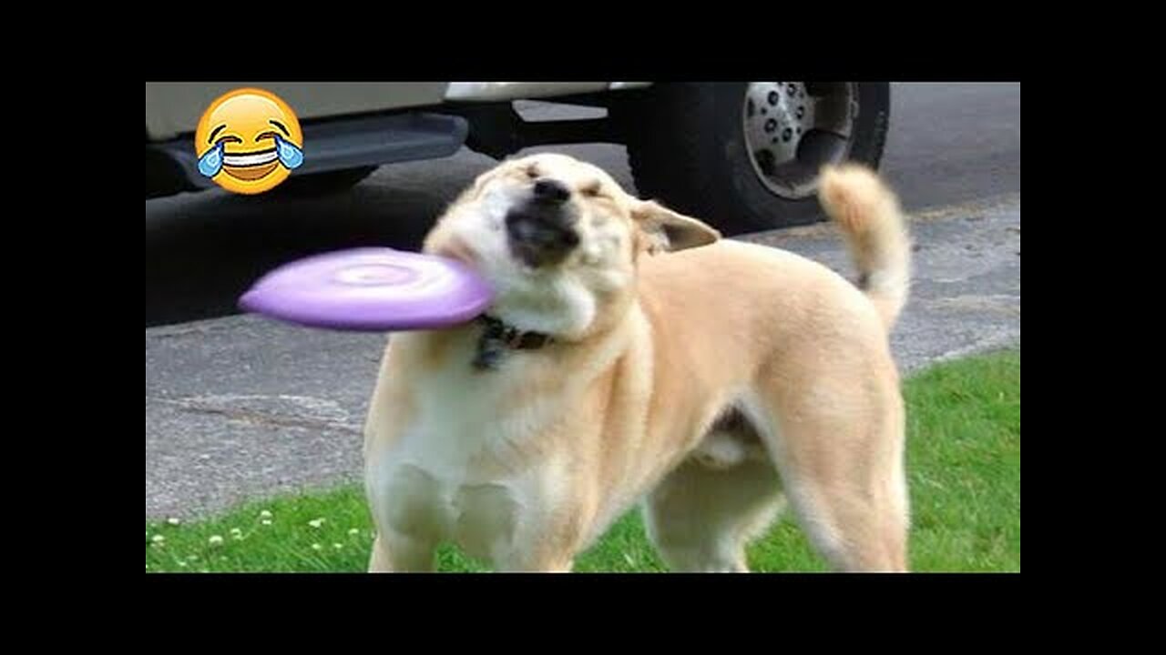 Laughs Guaranteed: Funny Animal Moments to Brighten Your Day