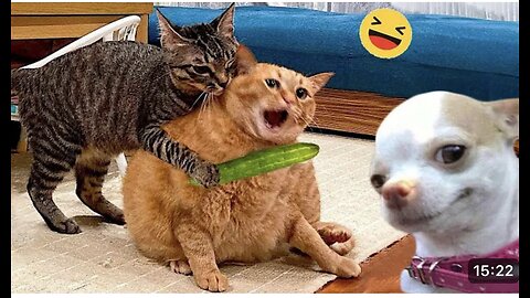 Funny Dogs And Cats Videos 2024!!! Funniest Animal Videos Of The week