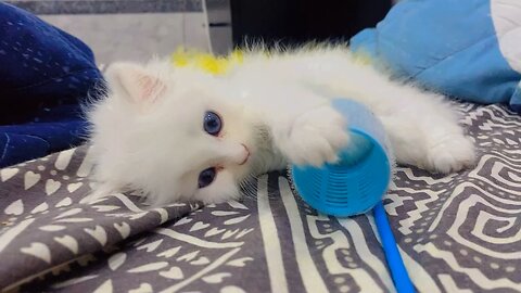 Cute Persian Kitten