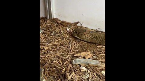 King Cobra shedding its skin