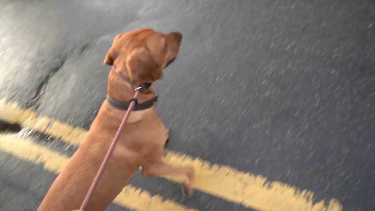 Dog training